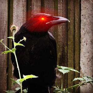 Crow Of Nakamoto