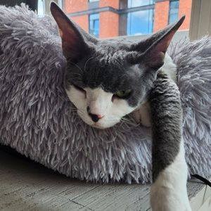 robzon