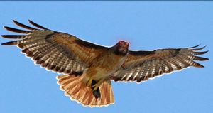 RedTailHawk