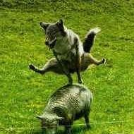 wolf