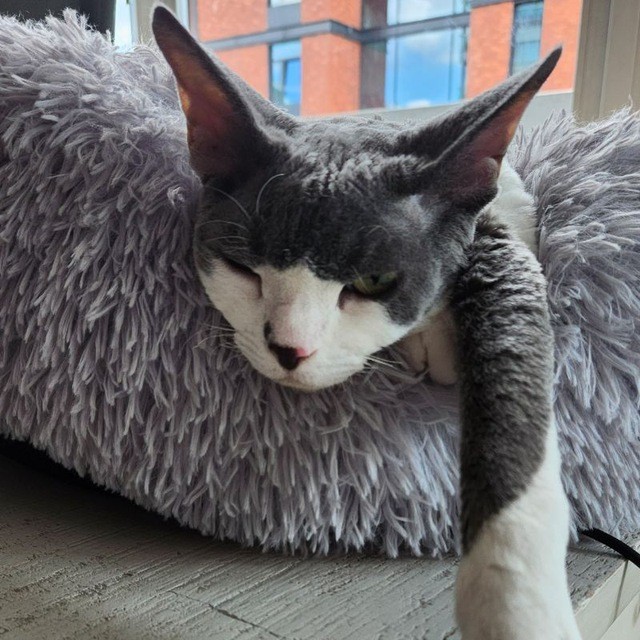 robzon